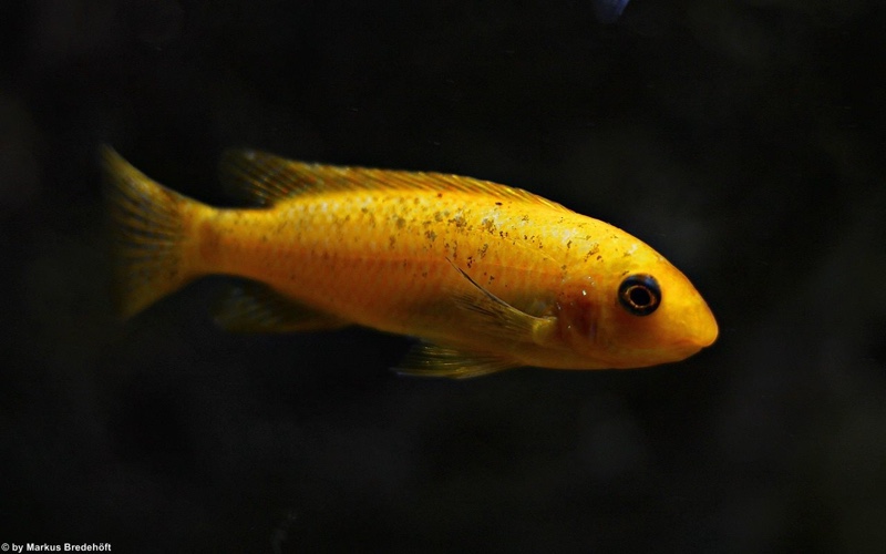 Labeotropheus trewavasae 'Thumbi West Island'